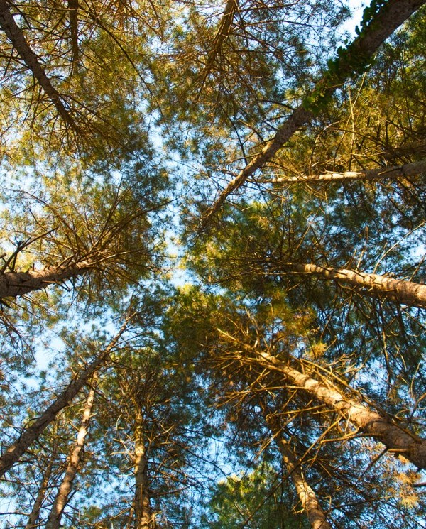 Bosque finca Miralles